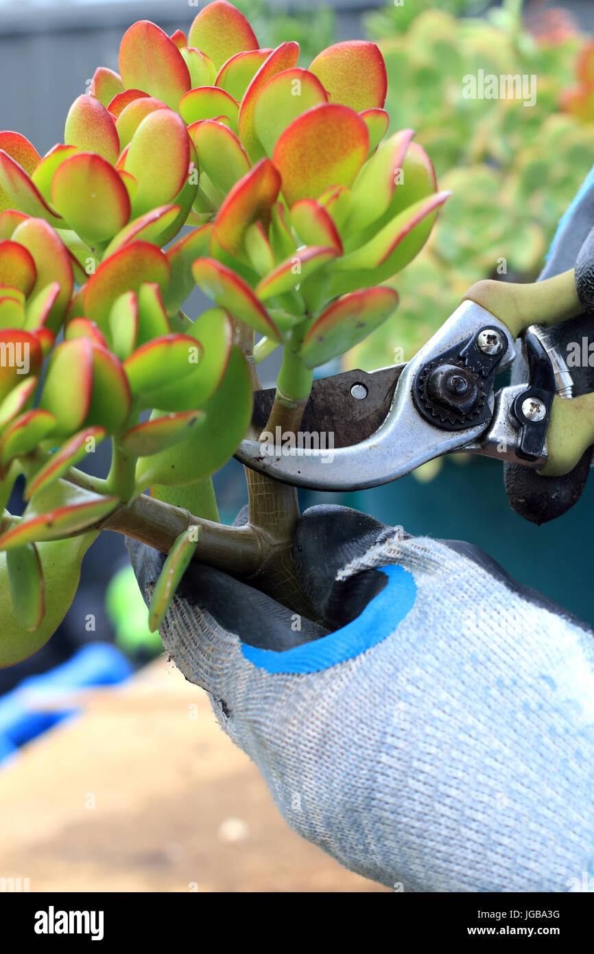 Crassula ovata élagage ou également connu sous le nom de Jade plant Banque D'Images