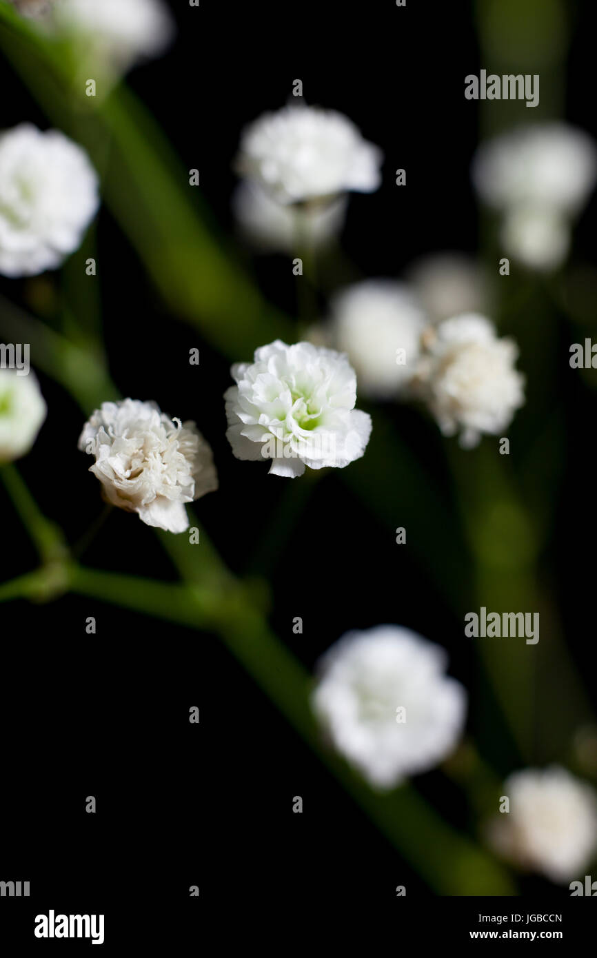 Close up of Baby's Breath sur fond noir Banque D'Images