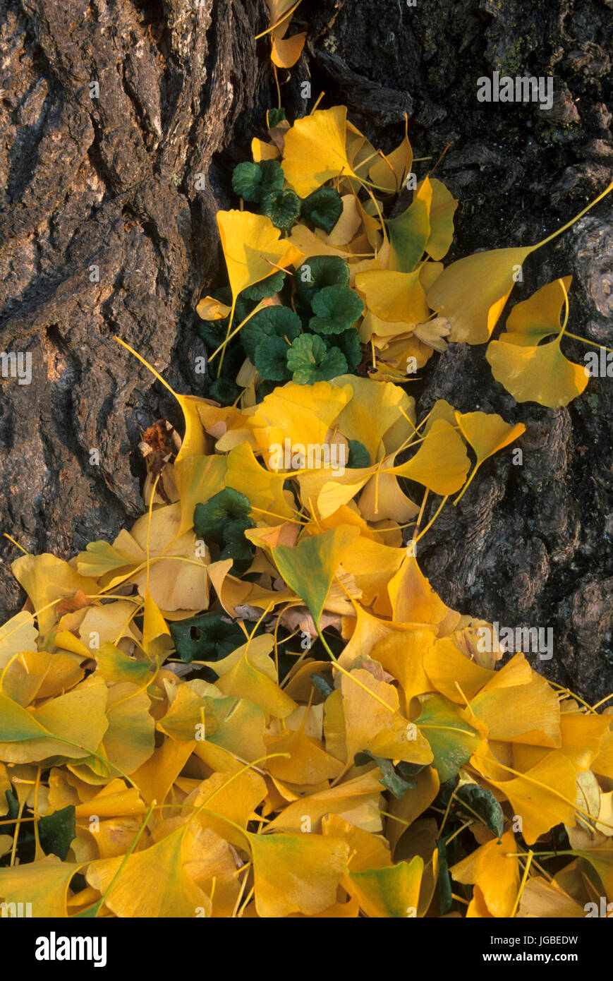 Automne feuilles ginko, site historique national de Vanderbilt Mansion, New York Banque D'Images