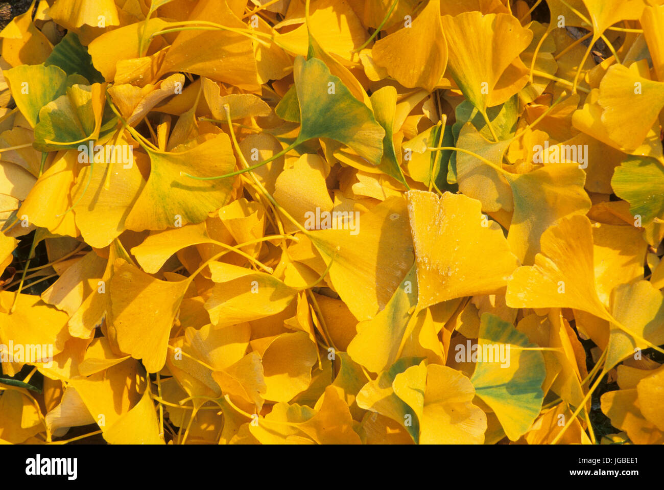 Automne feuilles ginko, site historique national de Vanderbilt Mansion, New York Banque D'Images