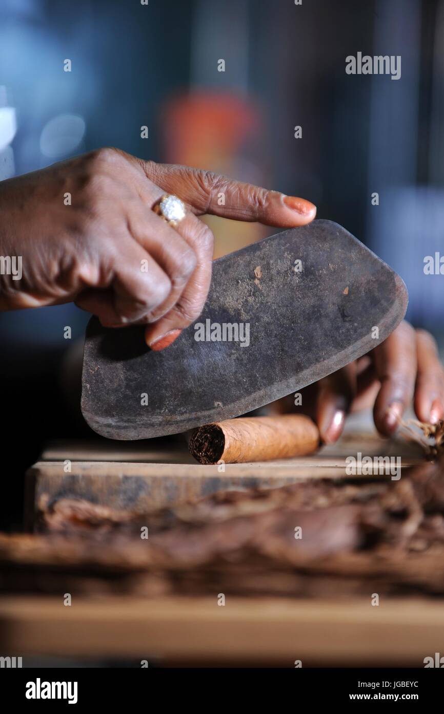 Une femme noire rouler des cigares cubains dans un style traditionnel, boutique de cigares à l'ancienne. Banque D'Images