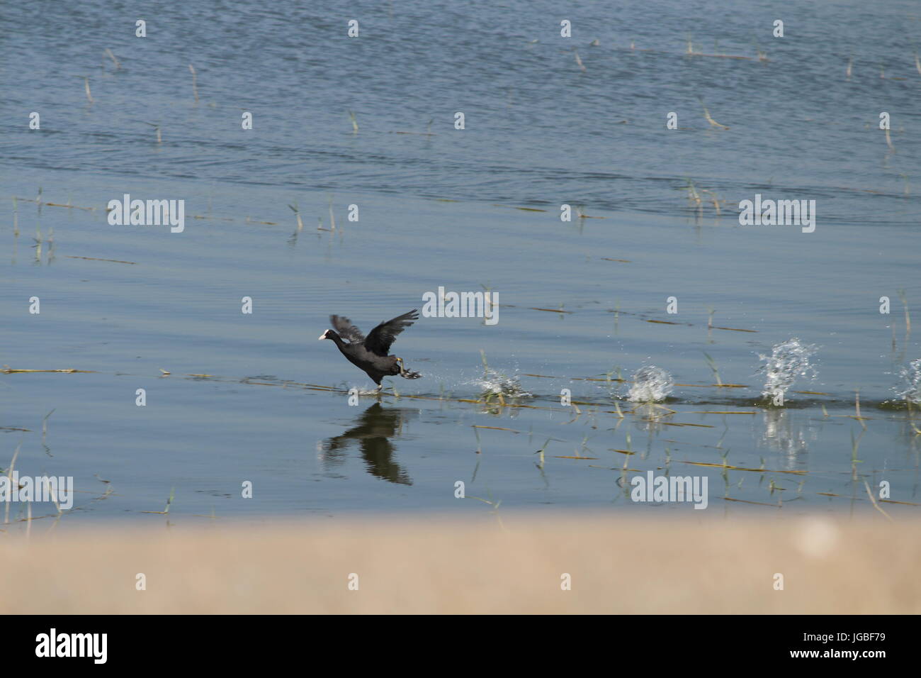 En marche sur l'eau Banque D'Images