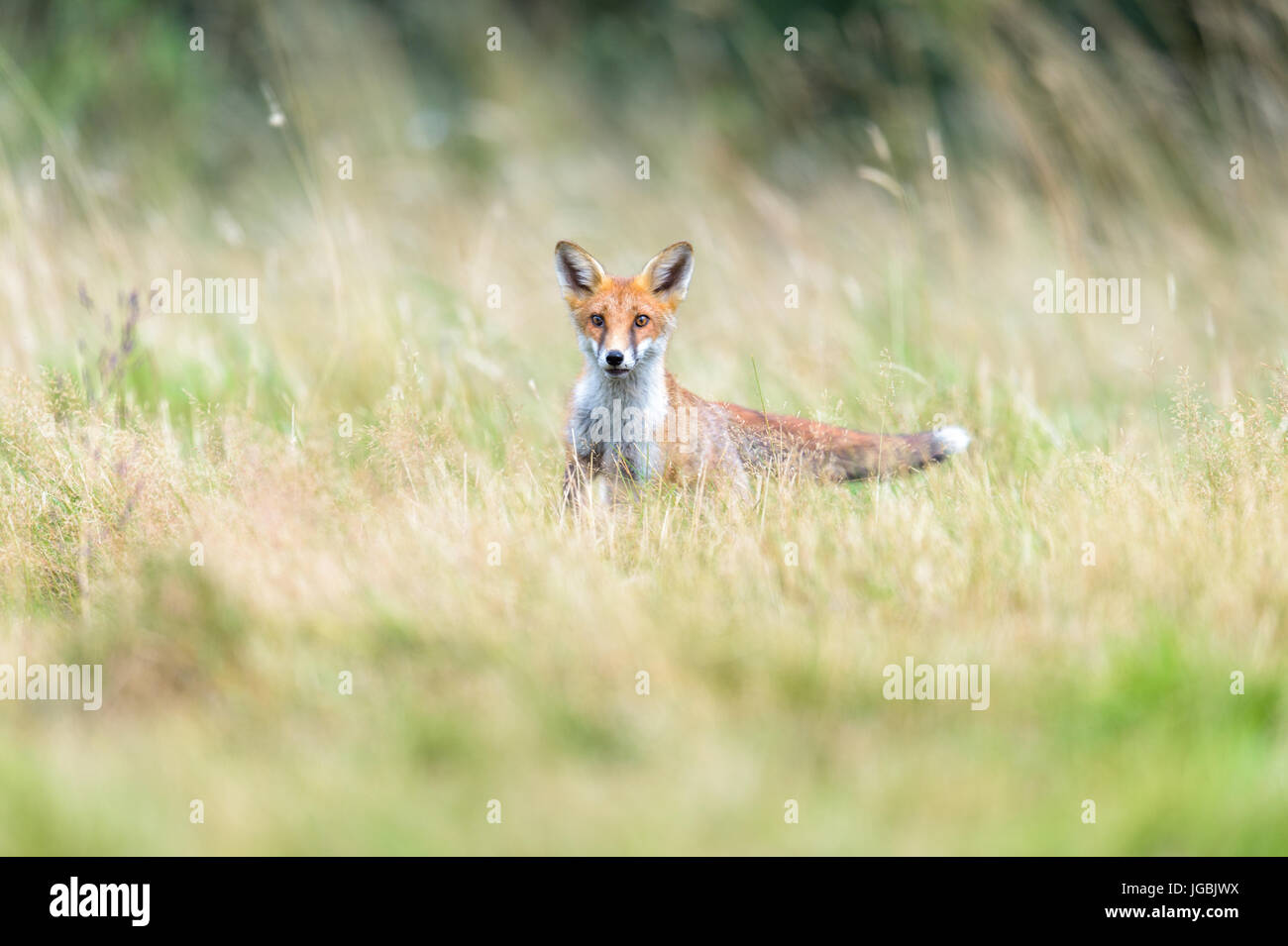 Renard roux Banque D'Images