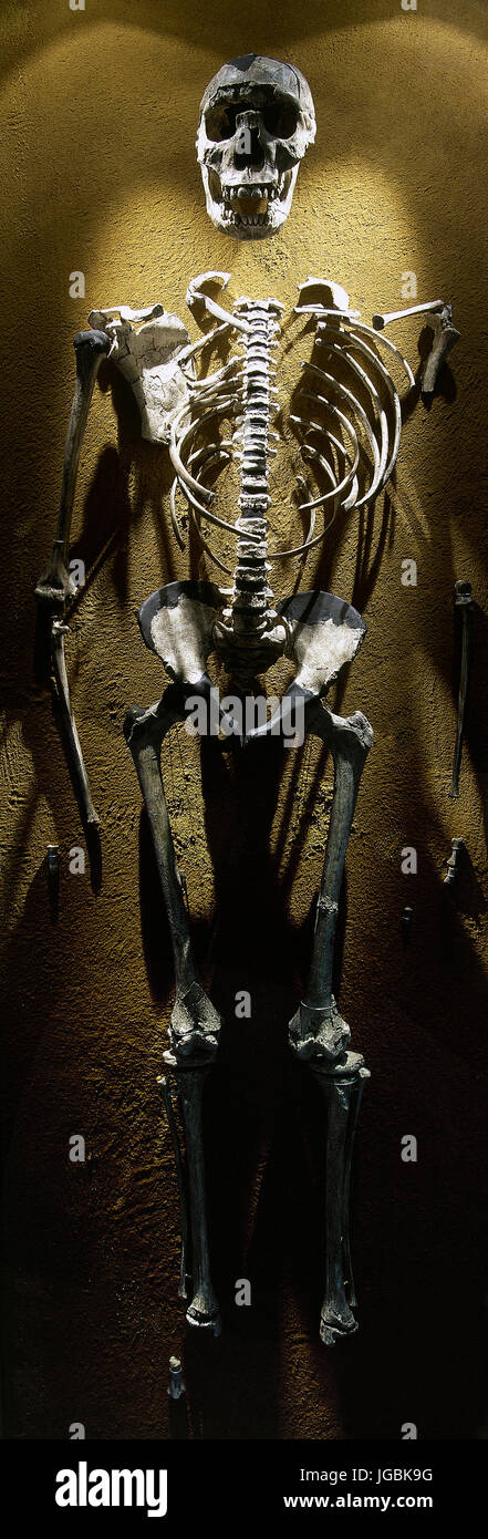 Garçon de Turkana. L'Homo erectus. Combustibles KNM-WT 15000. Squelette complet. Du pléistocène. 1,5 -1,6 millions d'années. Le Lac Turkana, au Kenya. Réplique. Banque D'Images