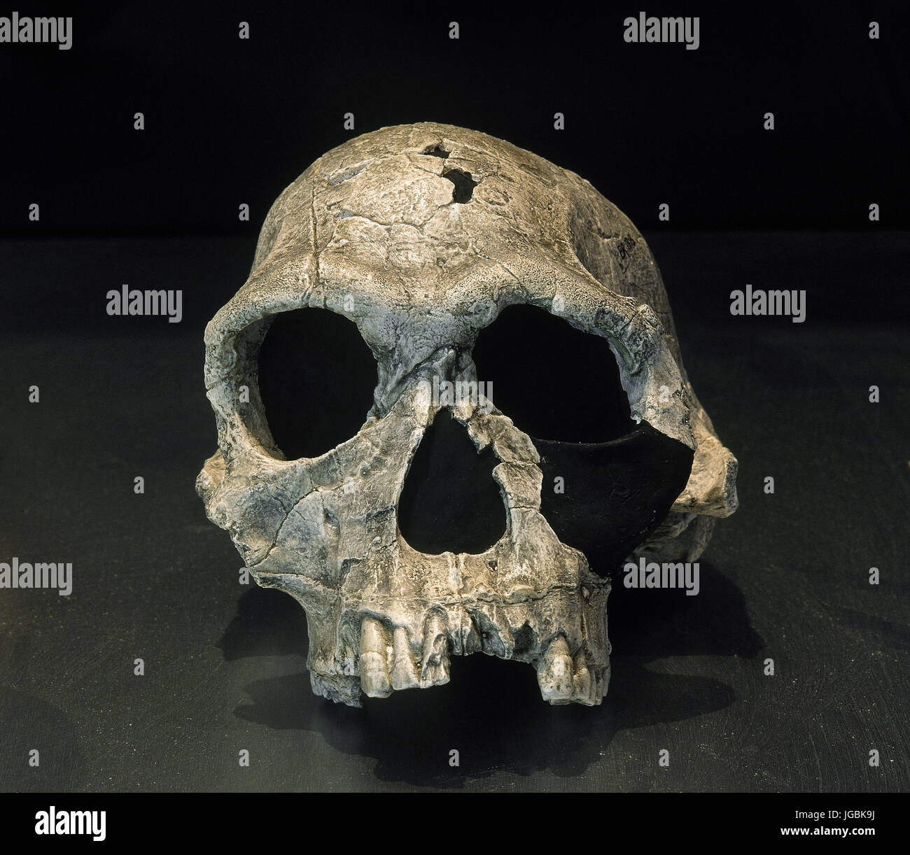 L'Homo Habilis. Combustibles KNM ER 1813. Crâne complet. 1,9 milliions d'années. Descovered à Koobi Fora, au Kenya. L'Afrique. Banque D'Images