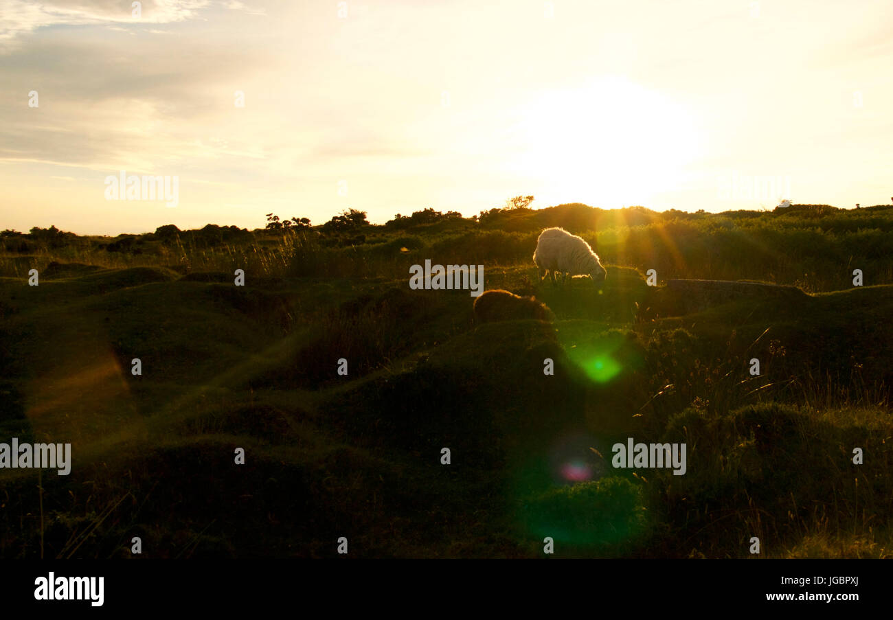 Soir d'été sur la lande, Cornwall, UK Banque D'Images