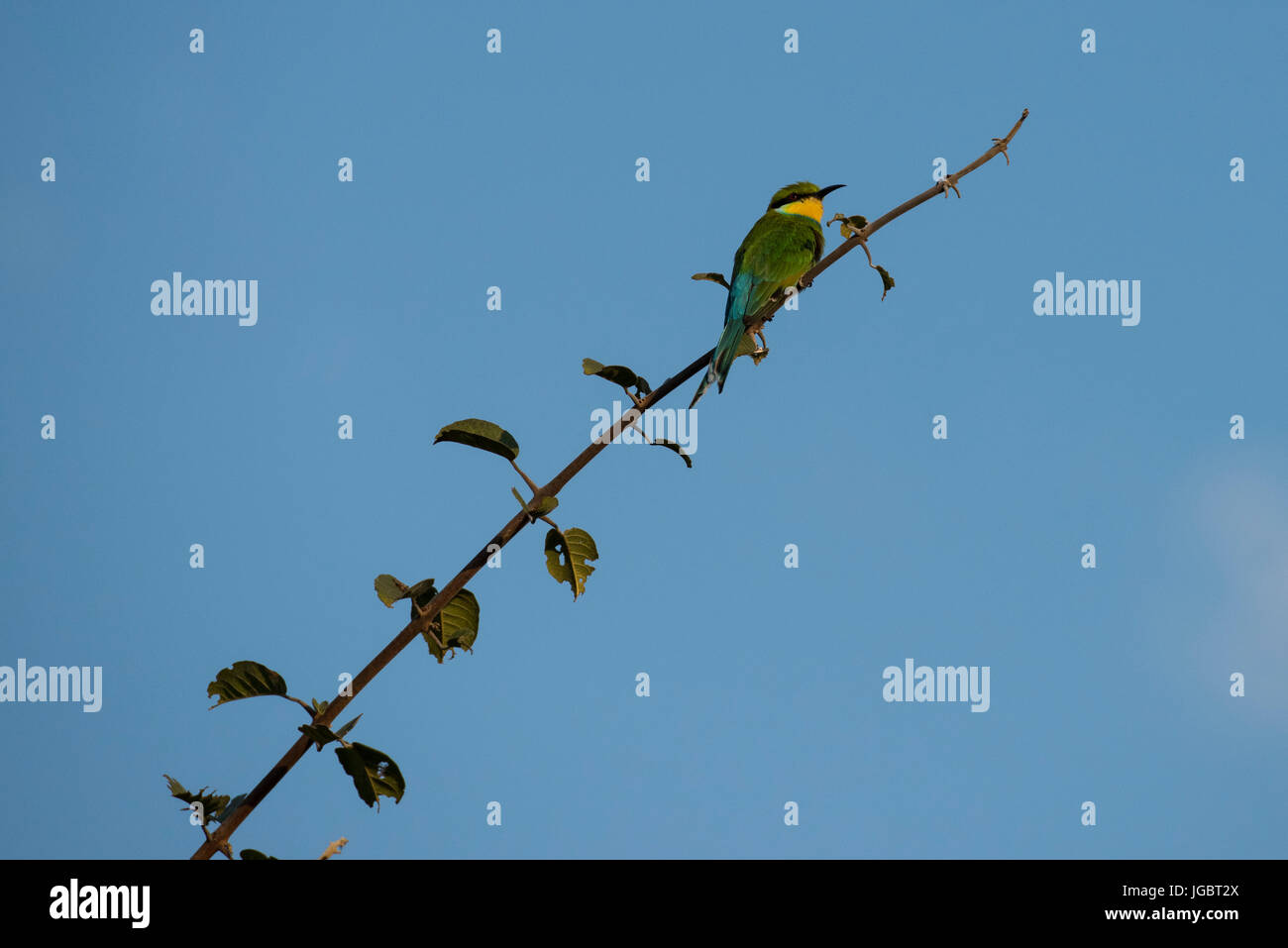 La Zambie, le parc national de South Luangwa. Lone Swallow-tailed bee-eater (Merops hirundineus) perché sur branche d'arbre. Espèce de passereau de la famille bee-eater Banque D'Images