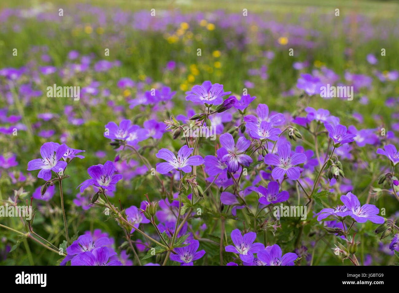 Géranium sanguin (Geranium pratense Meadow), Nordhalben, frankenwald, Haute-Franconie, Franconia, Bavaria, Germany Banque D'Images