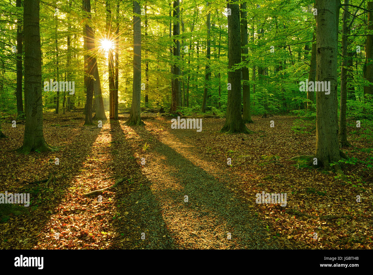 Soleil du matin, les forêts de hêtres, UNESCO World Parc Naturel, Parc National, Hainich Thuringe, Allemagne Banque D'Images