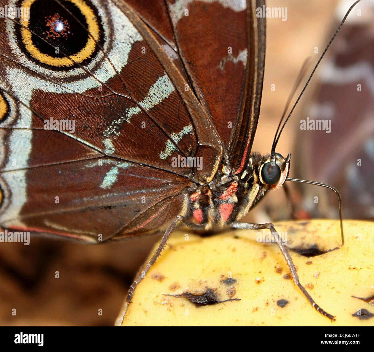 Morpho Peleides absorbe les sucres avec proboscis Banque D'Images