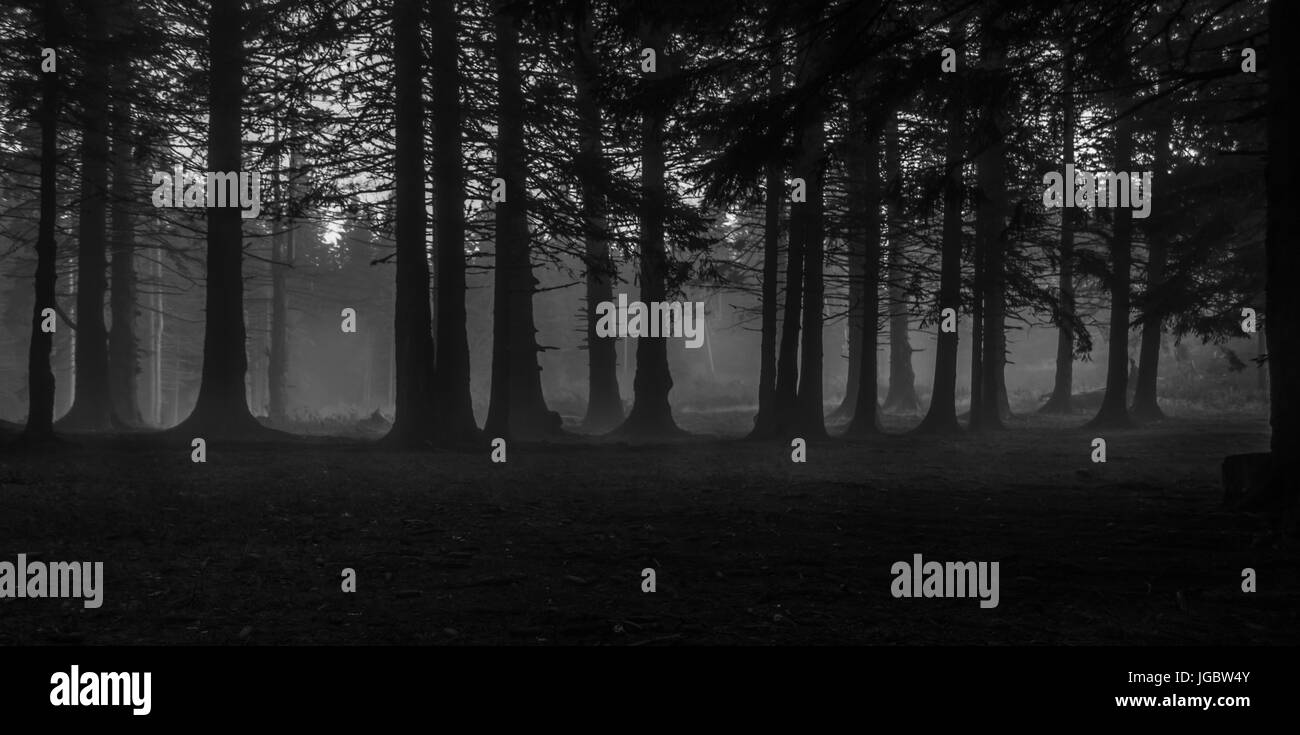 Forêt de Misty Banque D'Images