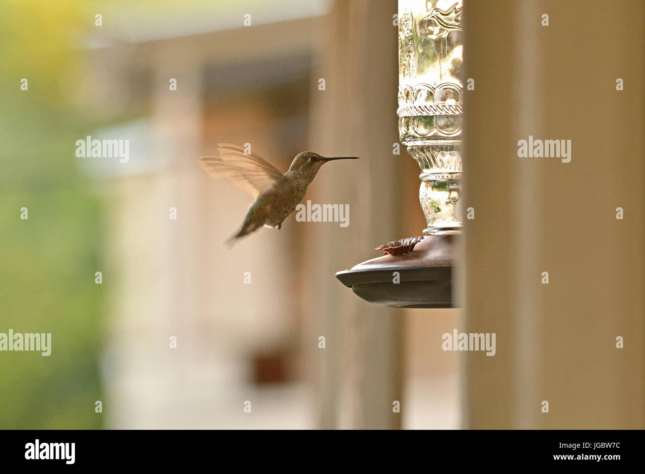 Hummingbird planant avant l'alimentation des oiseaux Banque D'Images