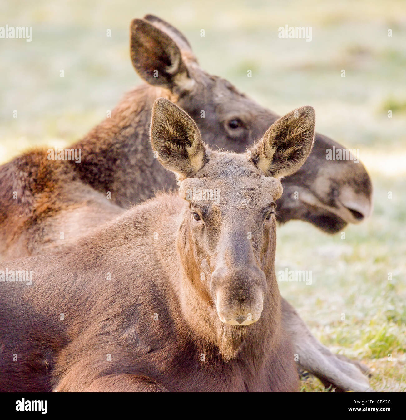 Extérieur couleur head shot portrait de deux élans, couché (Moose) sur une journée ensoleillée avec naturel floue fond d'herbe verte Banque D'Images