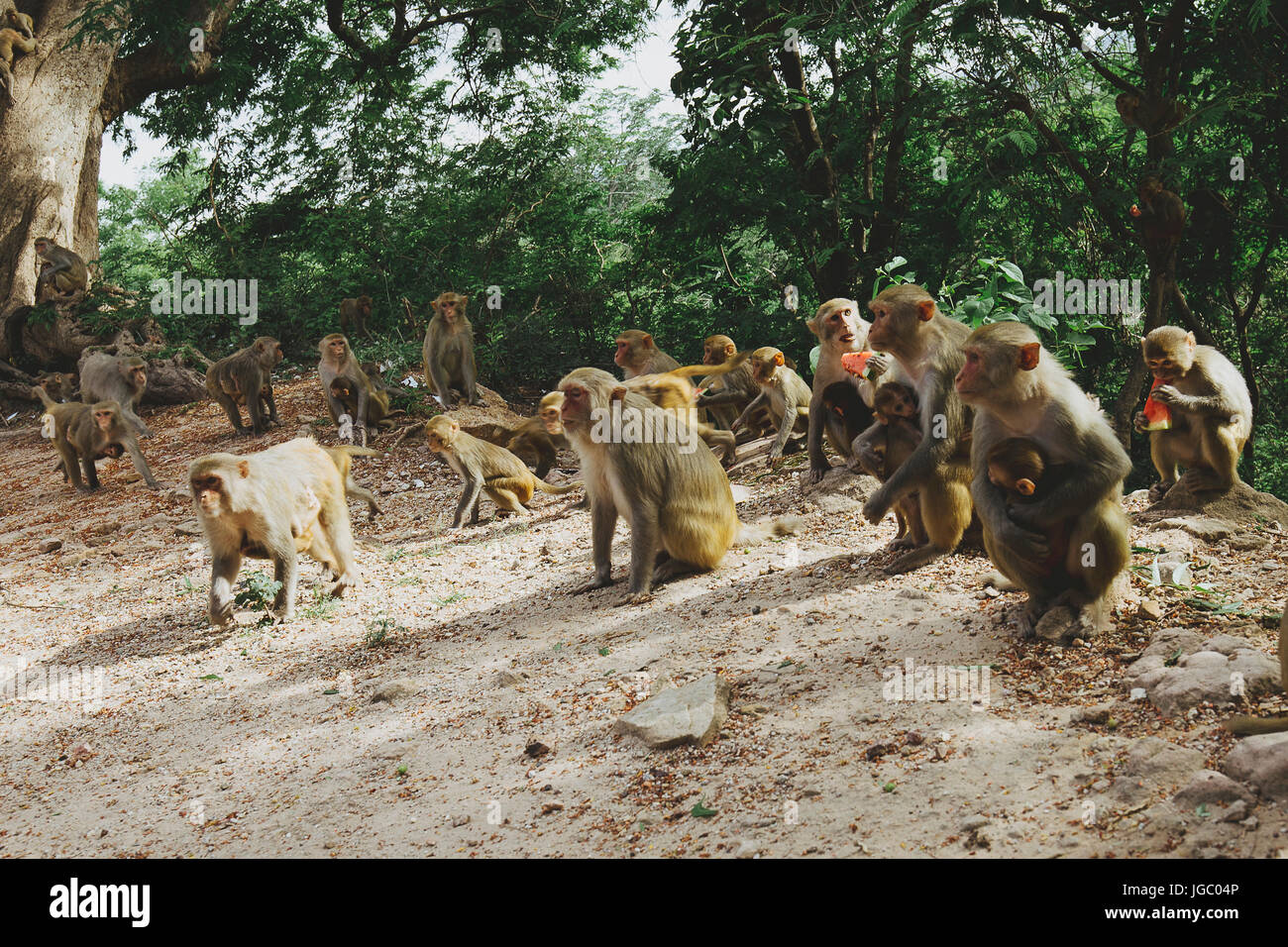 Monkey dans le Po Win Taung - Monywa - Rhône-Alpes - région nord du Myanmar Banque D'Images