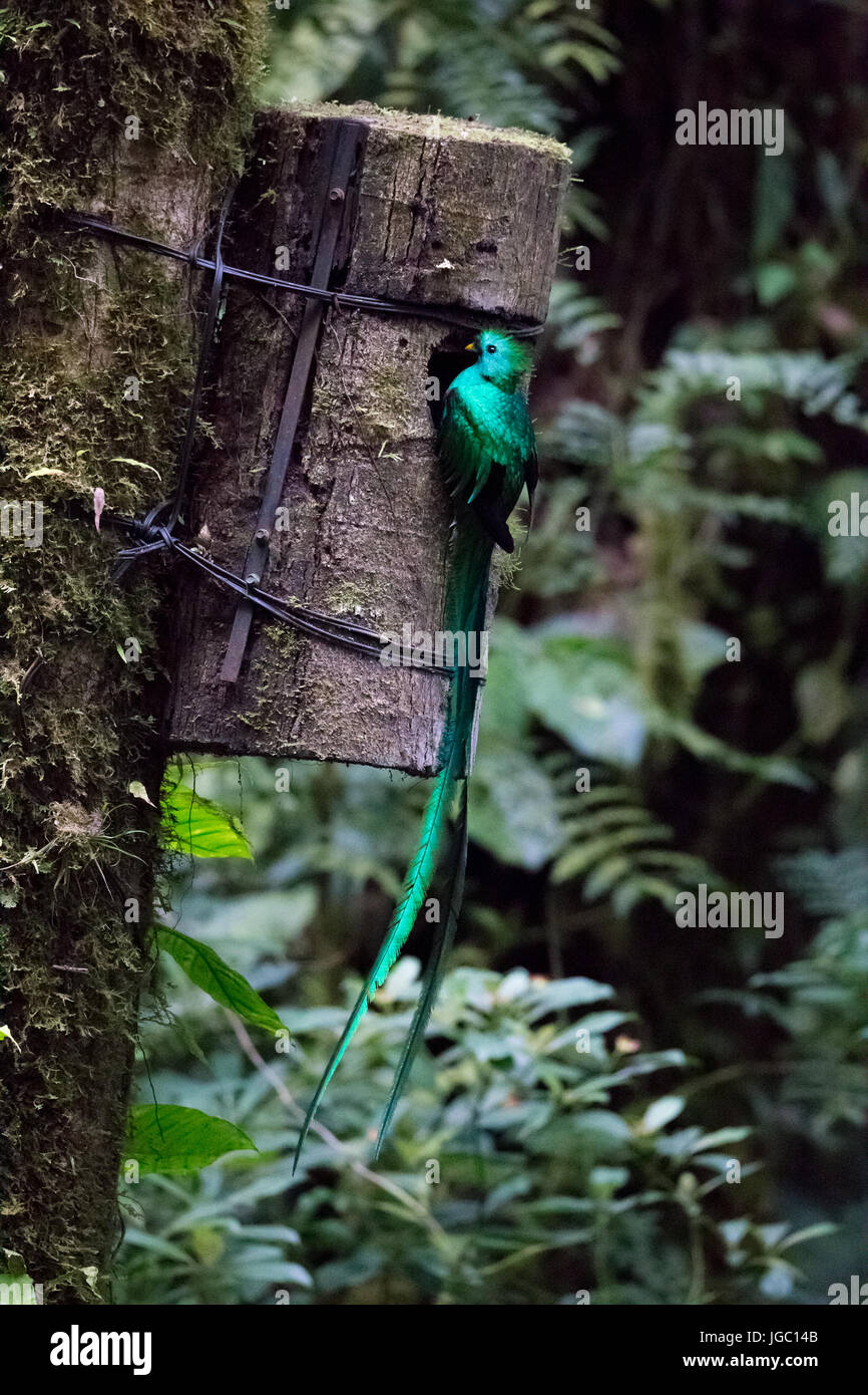 Oiseau quetzal Banque de photographies et d’images à haute résolution — free download