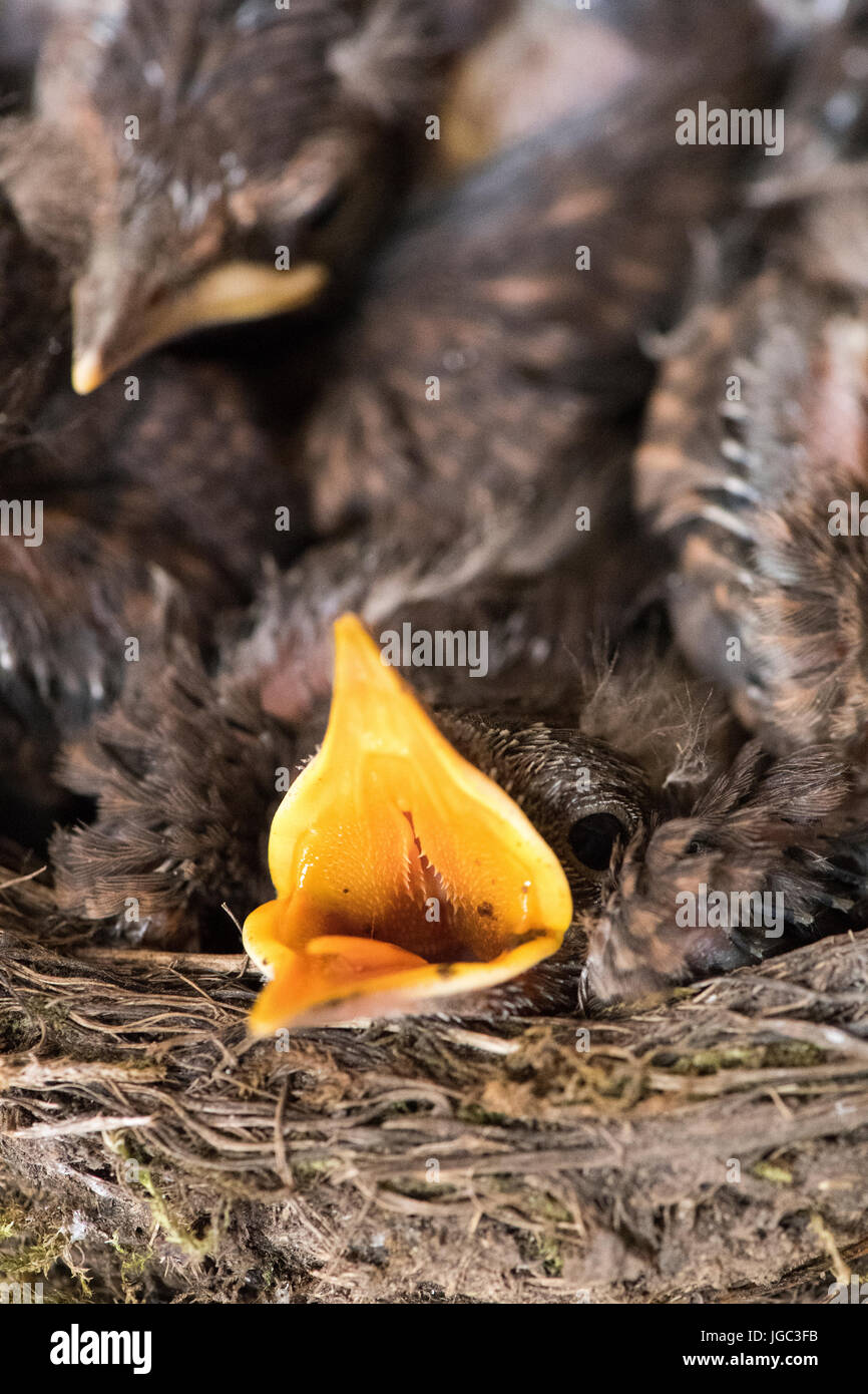Jeune merle noir, Turdus merula, dans un nid à l'intérieur d'un bâtiment de ferme Banque D'Images