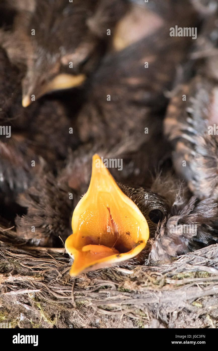 Jeune merle noir, Turdus merula, dans un nid à l'intérieur d'un bâtiment de ferme Banque D'Images