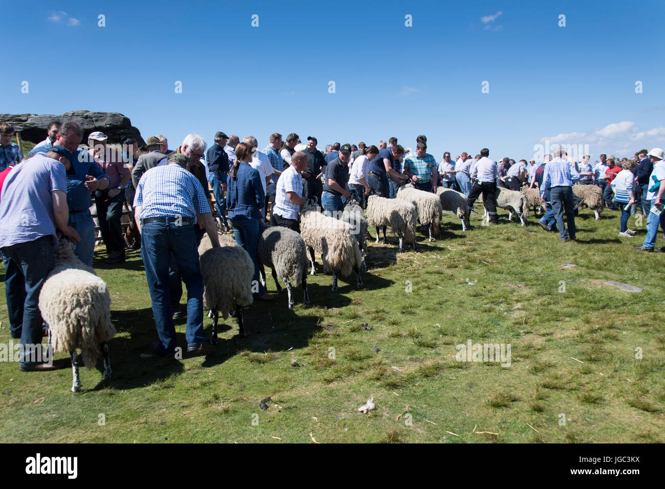 Mouton Swaledale a montré au Tan Hill voir le dernier jeudi du mois de mai. Banque D'Images