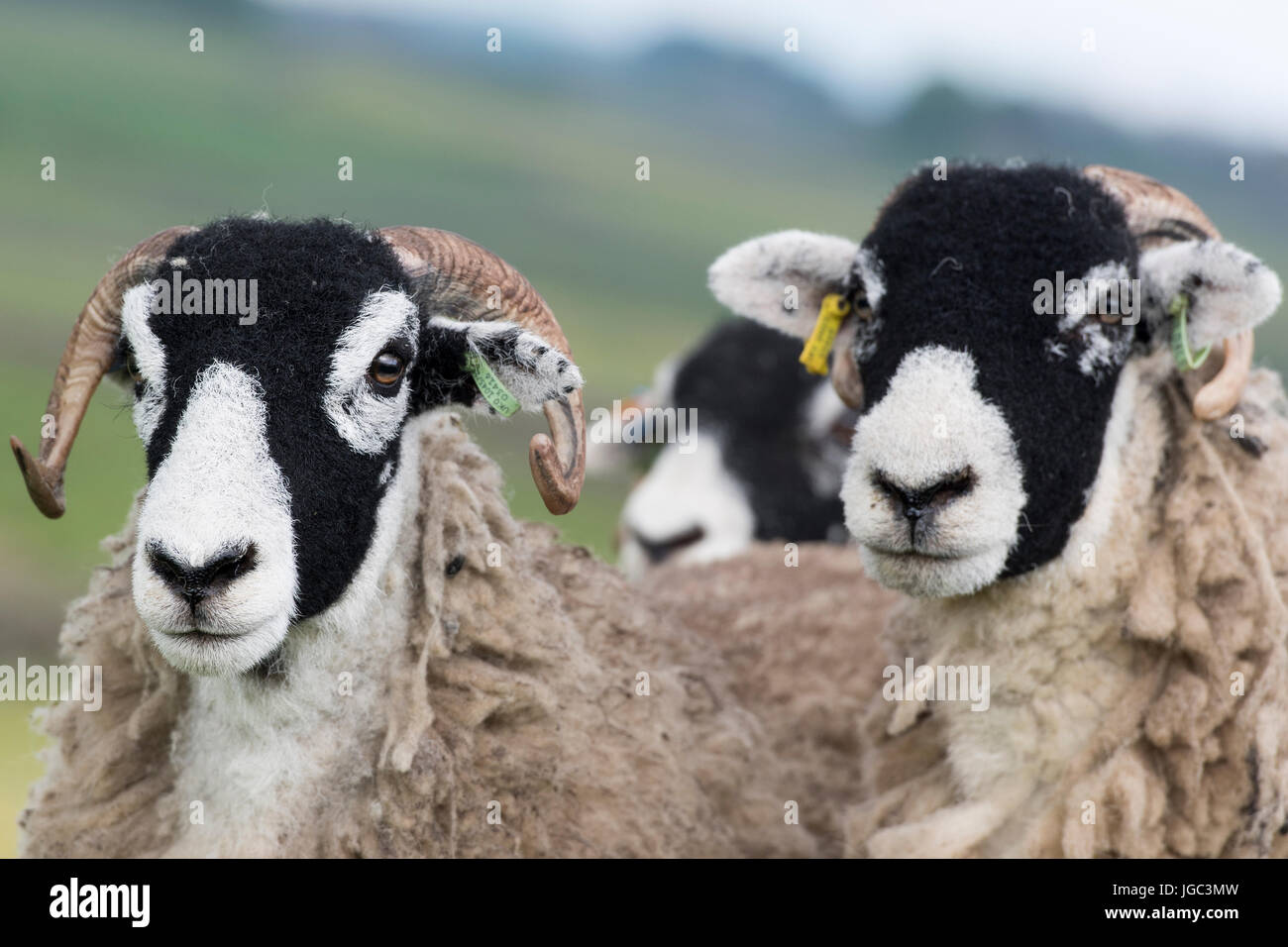 Swaledale moutons dans les pâturages de montagne prêt à être montré à la fin du printemps, North Yorkshire, UK. Banque D'Images