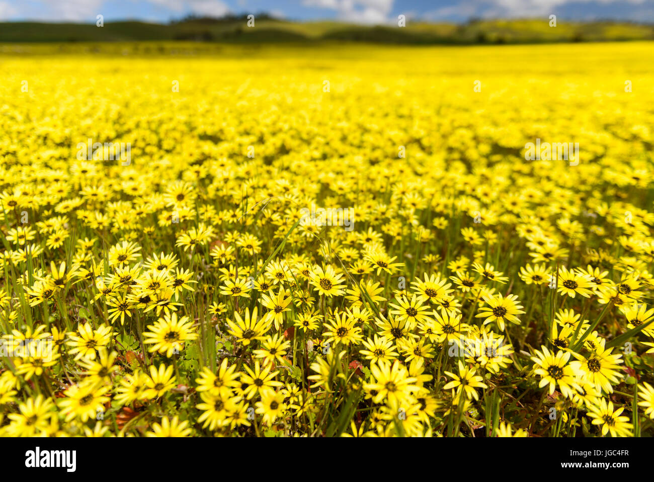 Champs de fleurs en Australie du Sud Banque D'Images
