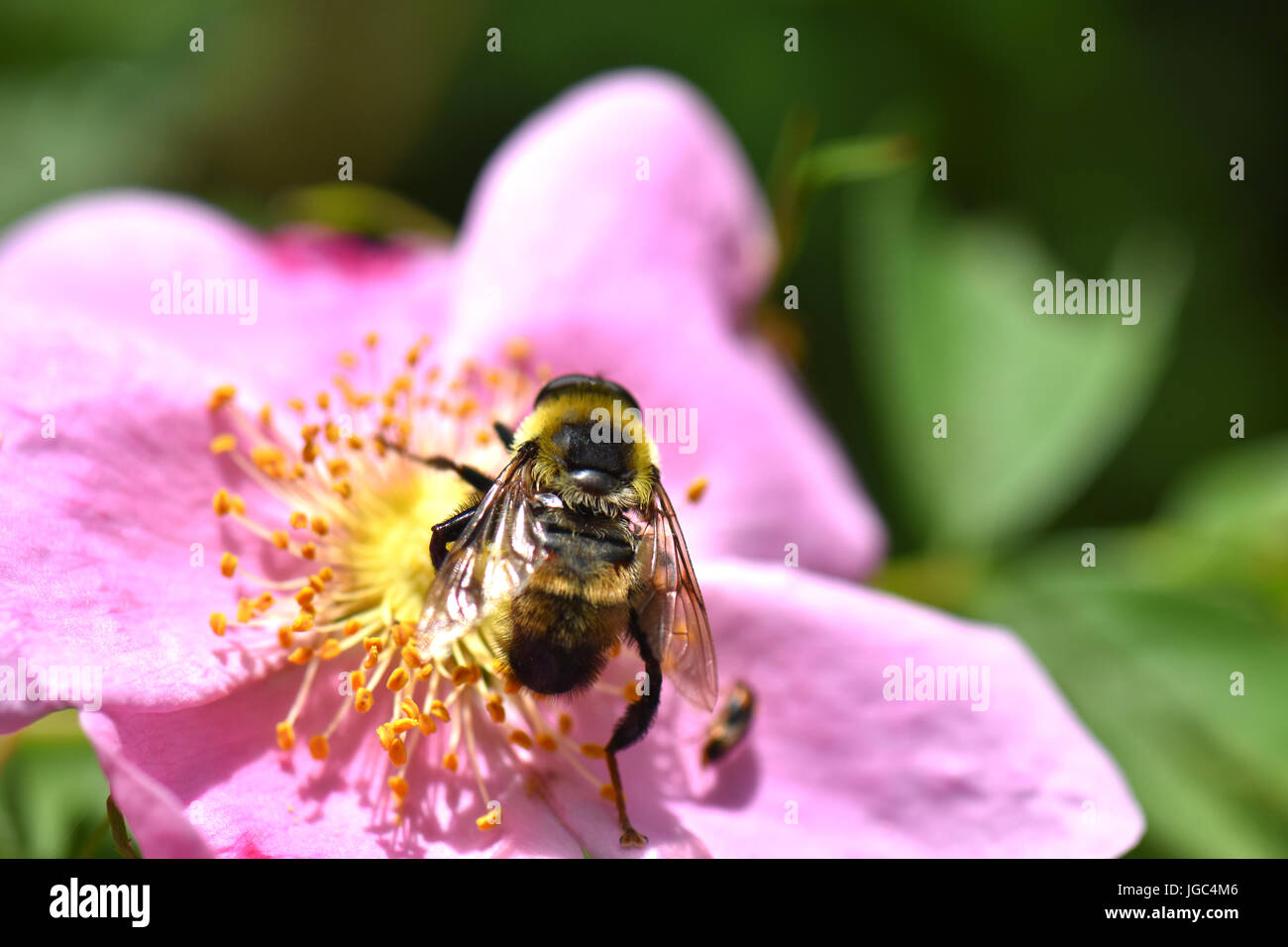 Un bourdon recueille le pollen d'une fleur de Rosa rugosa. Banque D'Images