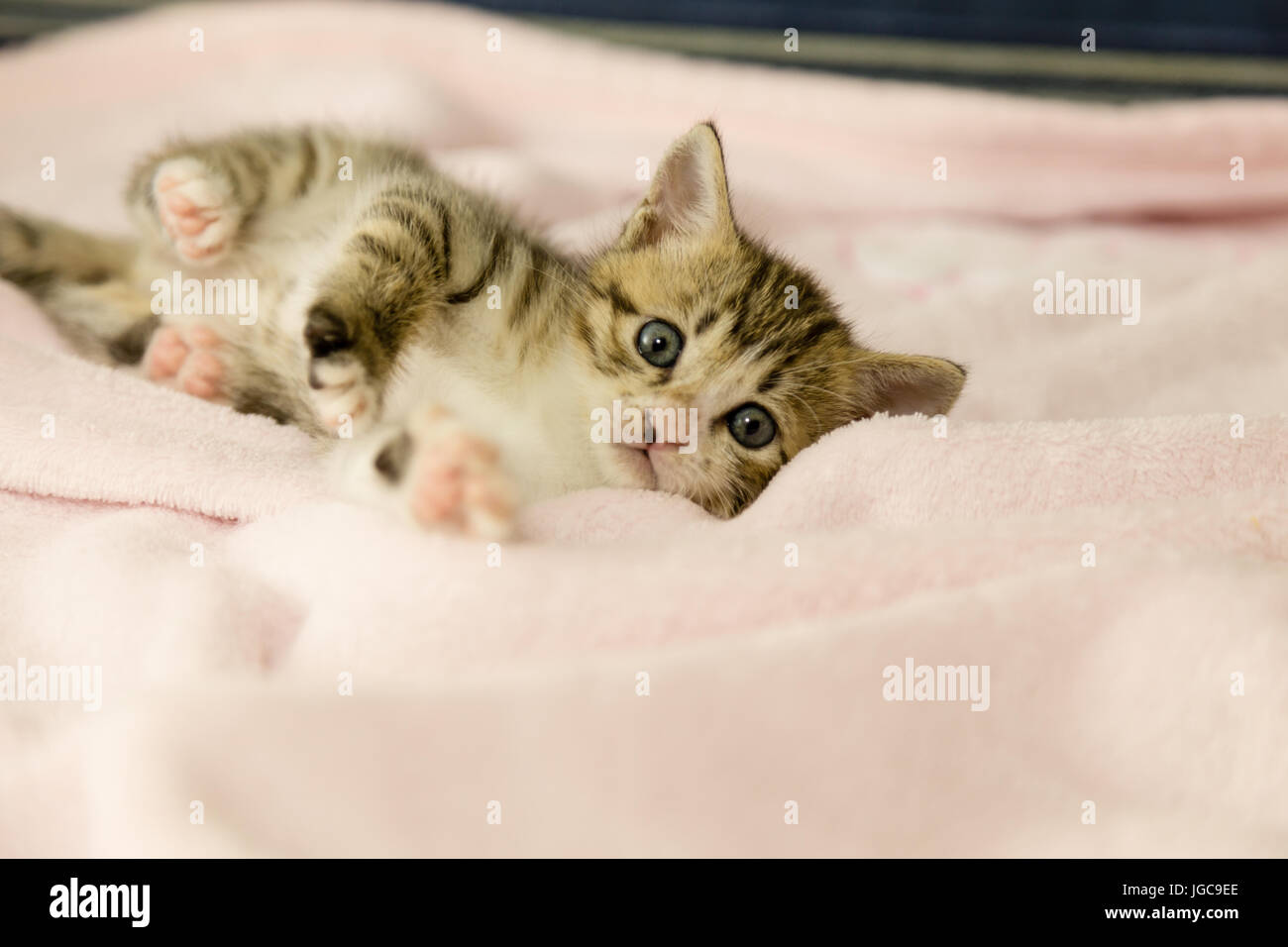 Chaton avec tiger stripes sur couverture rose Banque D'Images