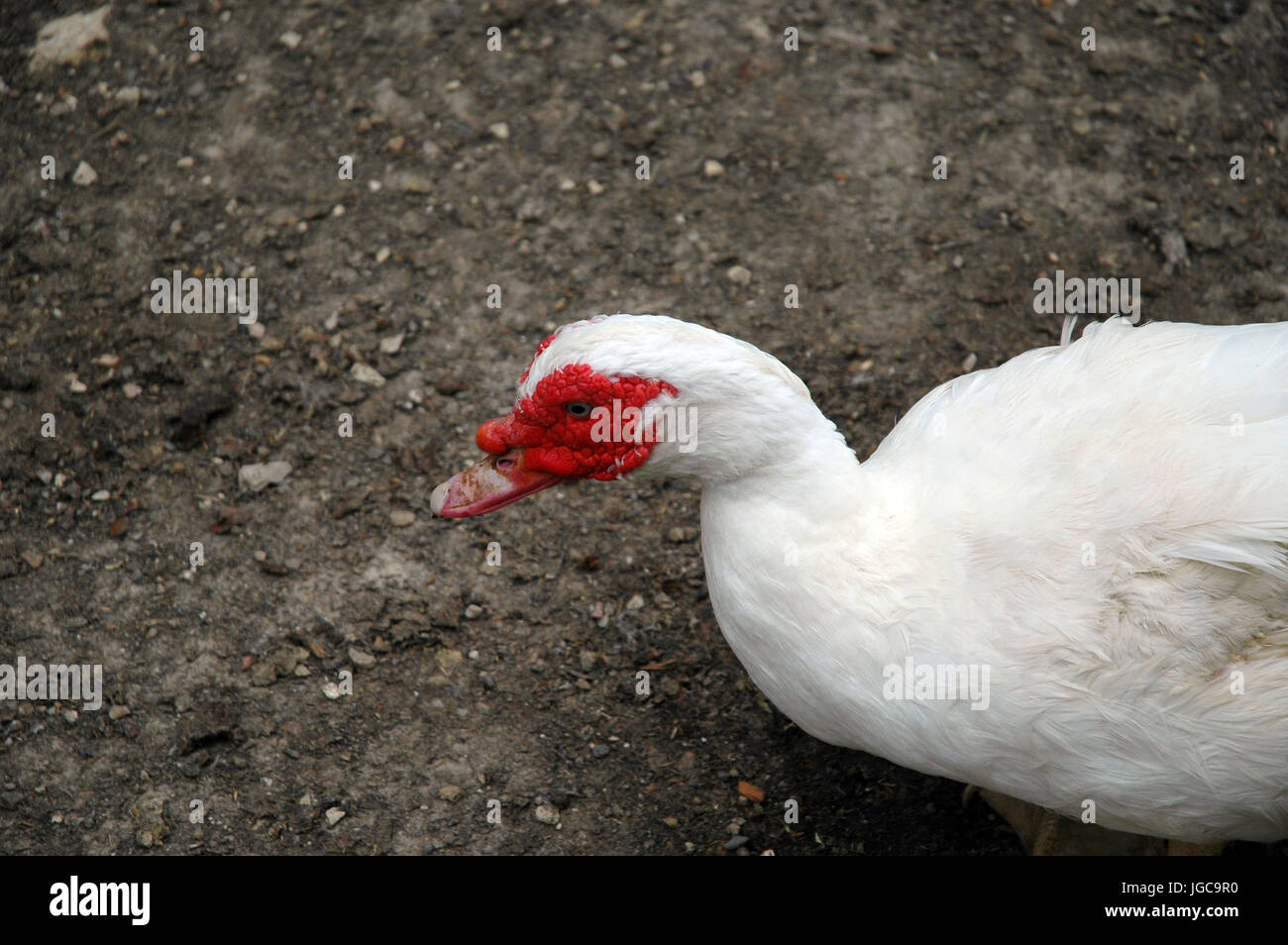 Goose avec visage rouge Banque D'Images