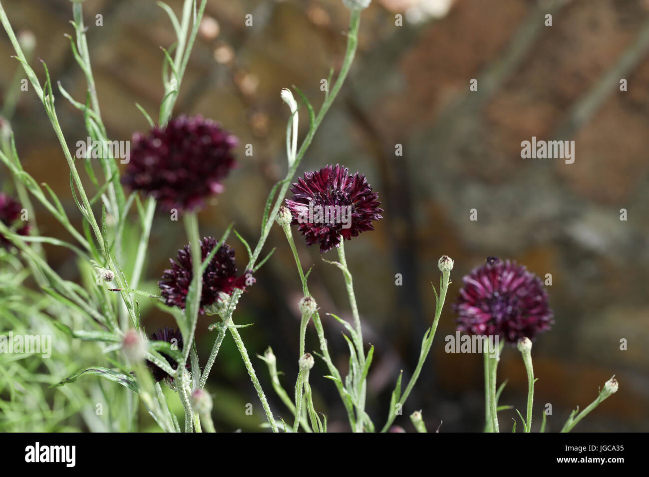 Centaurea cyanus Bleuet, ou 'Black Ball' dans un jardin bordure sur une journée chaude. Barbeaux sont aimés par les pollinisateurs. Banque D'Images