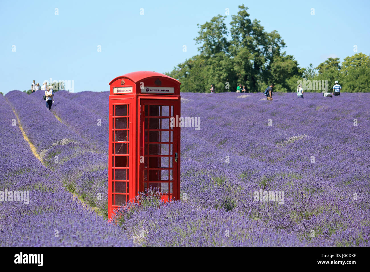 And Banstead, Surrey, UK. 5 juillet 2017. Des scènes colorées par une chaude journée ensoleillée à champs de lavande près de and Banstead, Surrey. Credit : Julia Gavin UK/Alamy Live News Banque D'Images