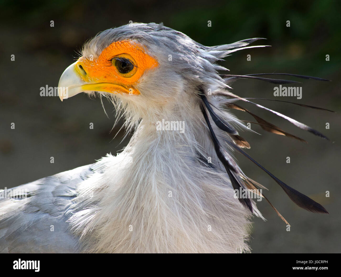 Portrait d'un oiseau Secrétaire, Afrique du Sud Banque D'Images