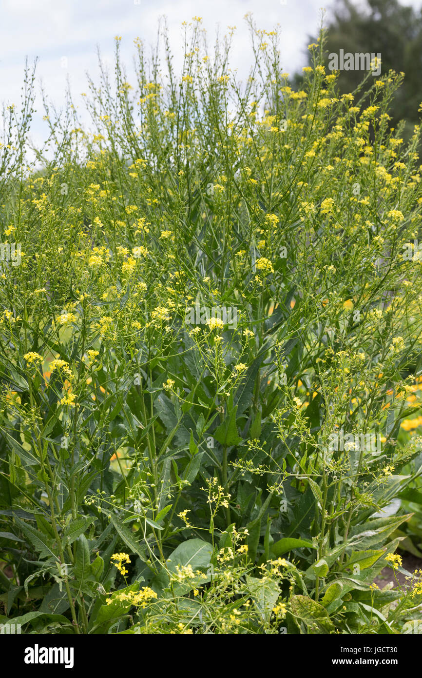 Zackenschötchen Zackenschötchen Orientalisches, Glattes, France, Rauke Bunias orientalis, Warty Chou, Bain Turc, wartycabbage warty-chou, hill Banque D'Images