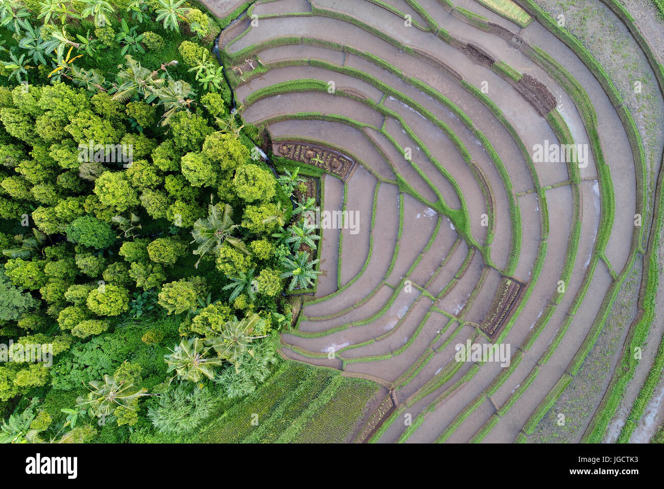 Vue aérienne de rizières, Bali, Indonésie Banque D'Images