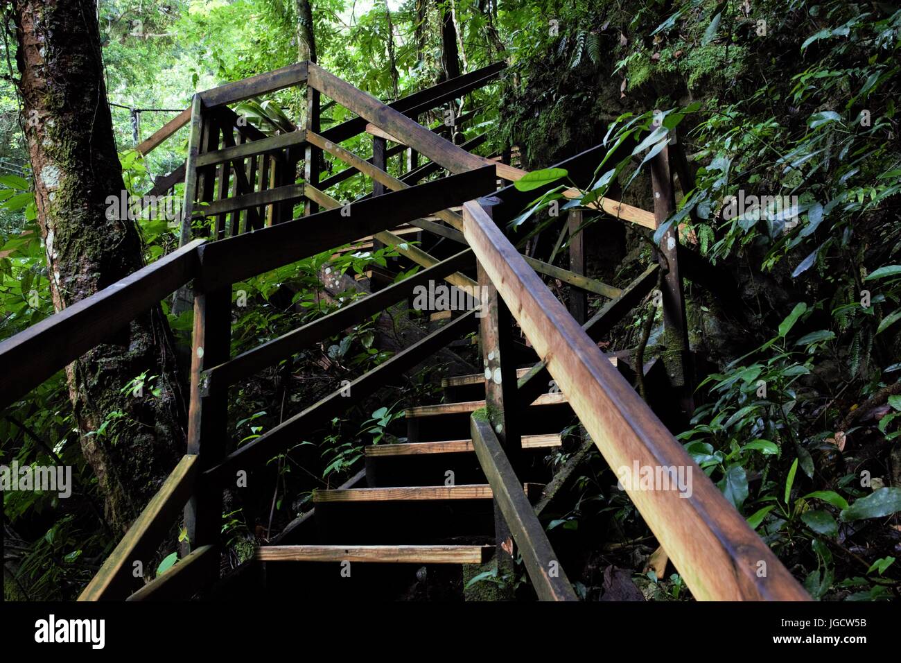 Escaliers dans une jungle épaisse canopy en Jamaïque Banque D'Images