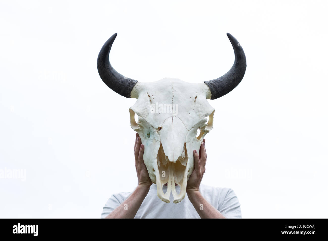 Homme tenant un crâne de bison en face de sa tête Banque D'Images