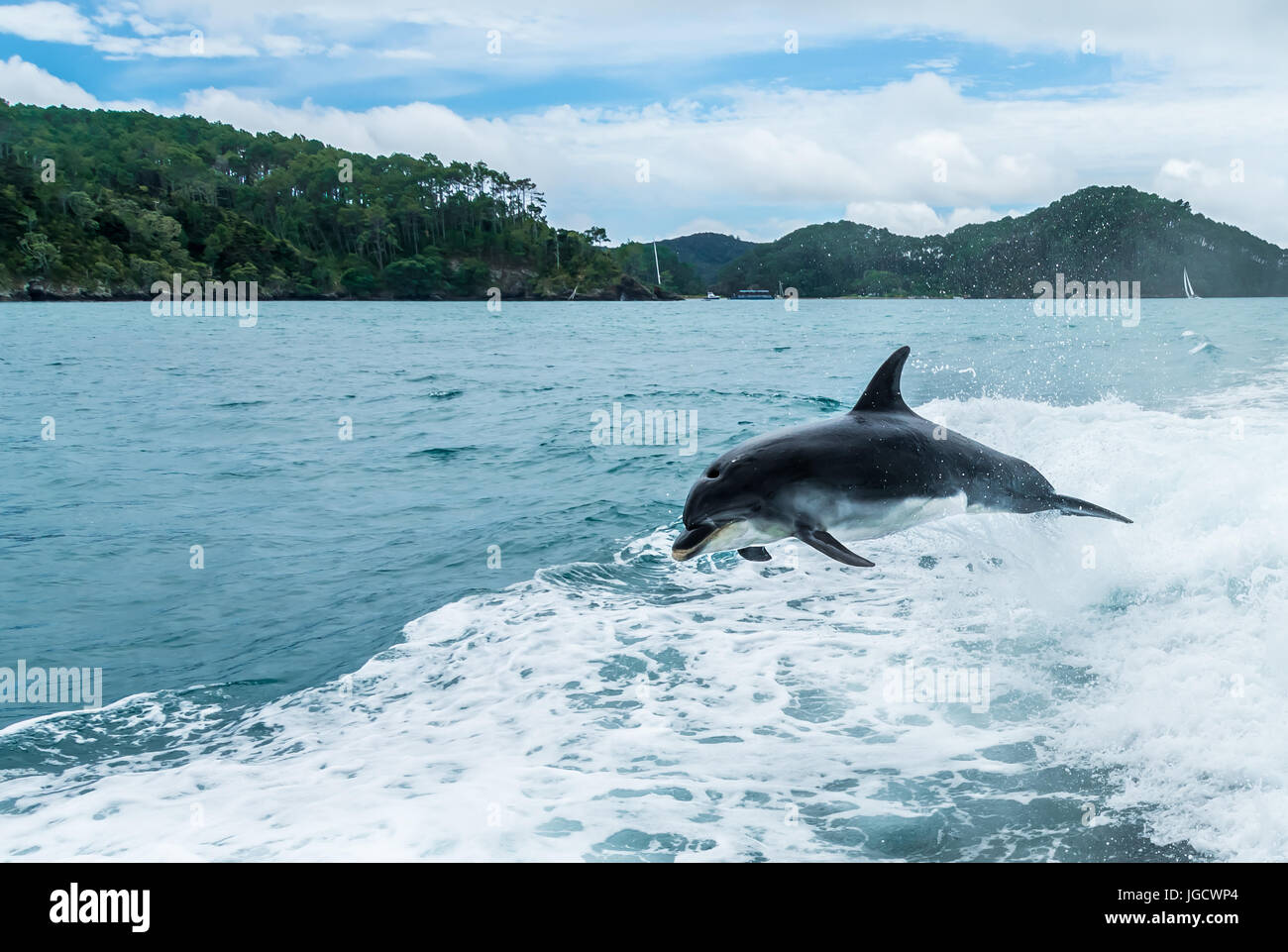 Dauphin sautant hors de l'océan dans le sillage d'un bateau, Bay of Islands, Île du Nord, Nouvelle-Zélande Banque D'Images