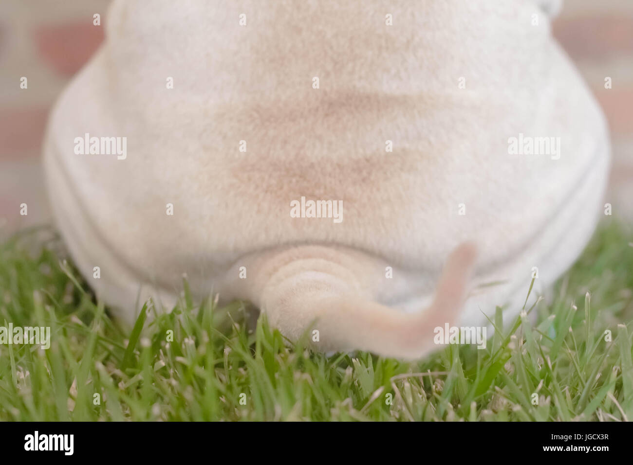 Vue arrière d'un Shar-pei dog sitting on grass Banque D'Images
