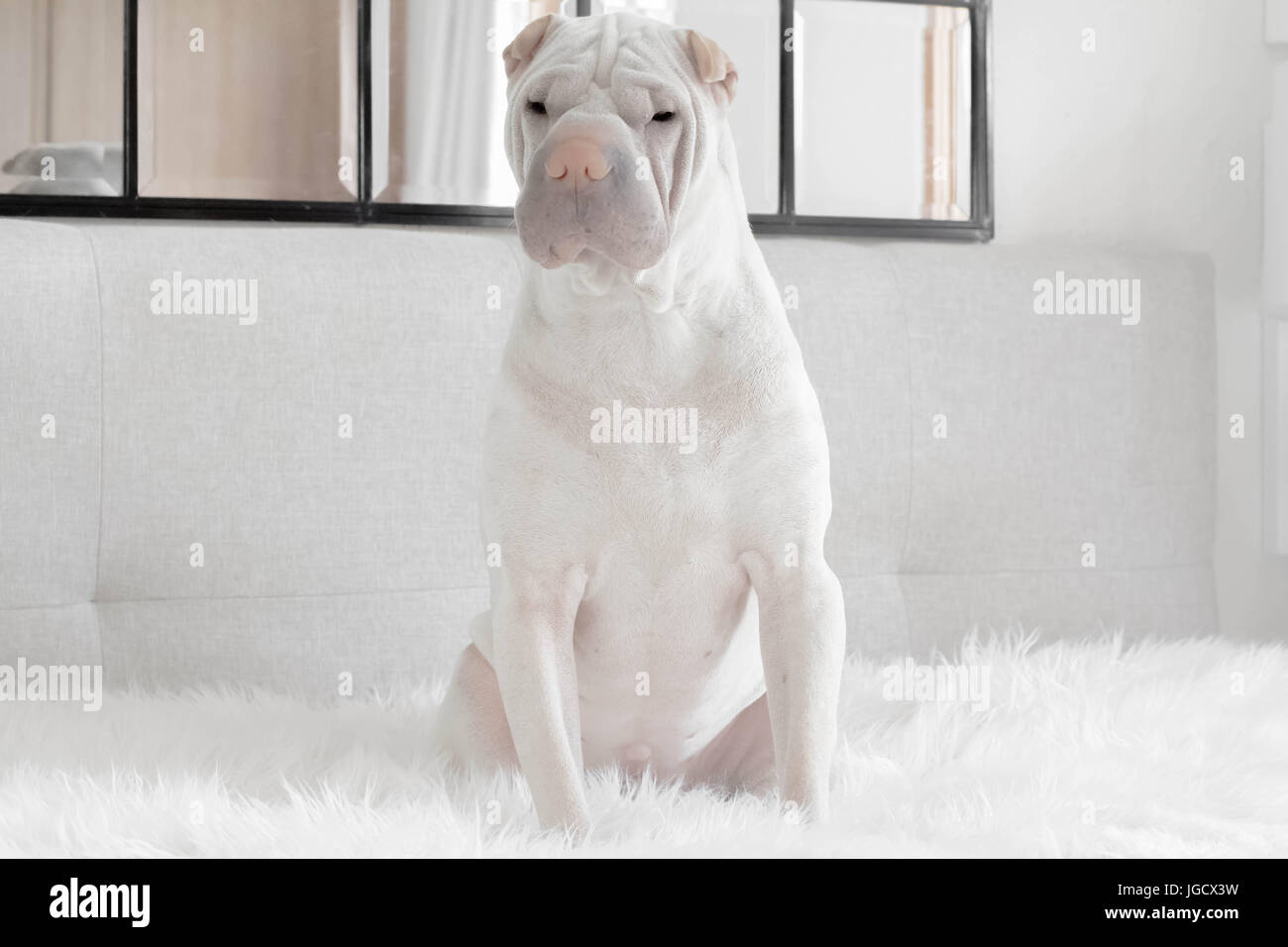 Shar-pei dog sitting on bed Banque D'Images