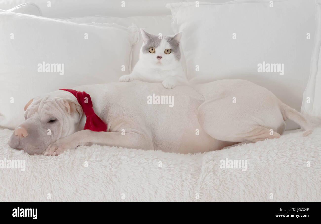 Dog wearing Bow tie avec cat s'appuyant sur le dos Banque D'Images