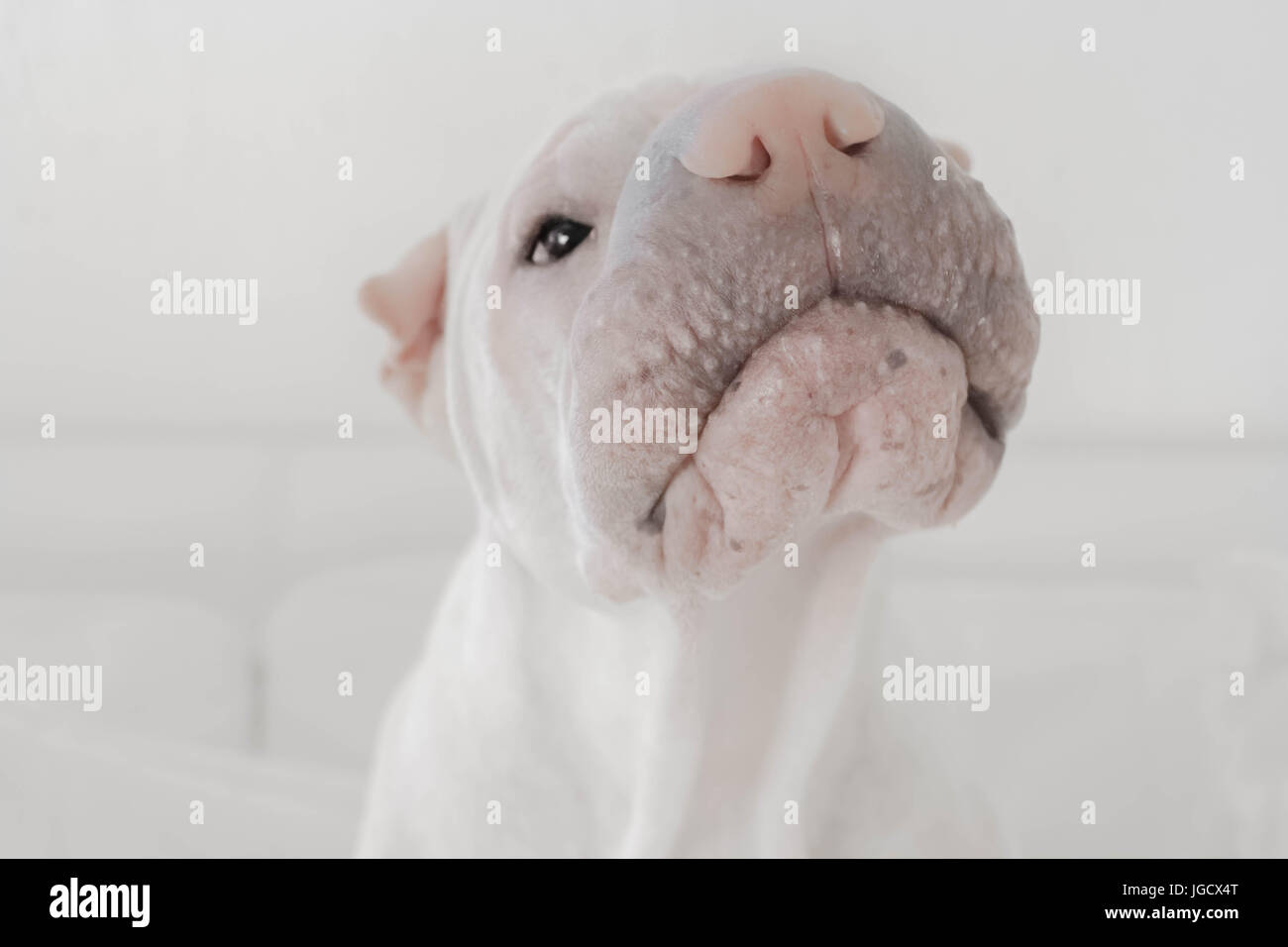 Portrait d'un Shar-pei dog sniffing air Banque D'Images