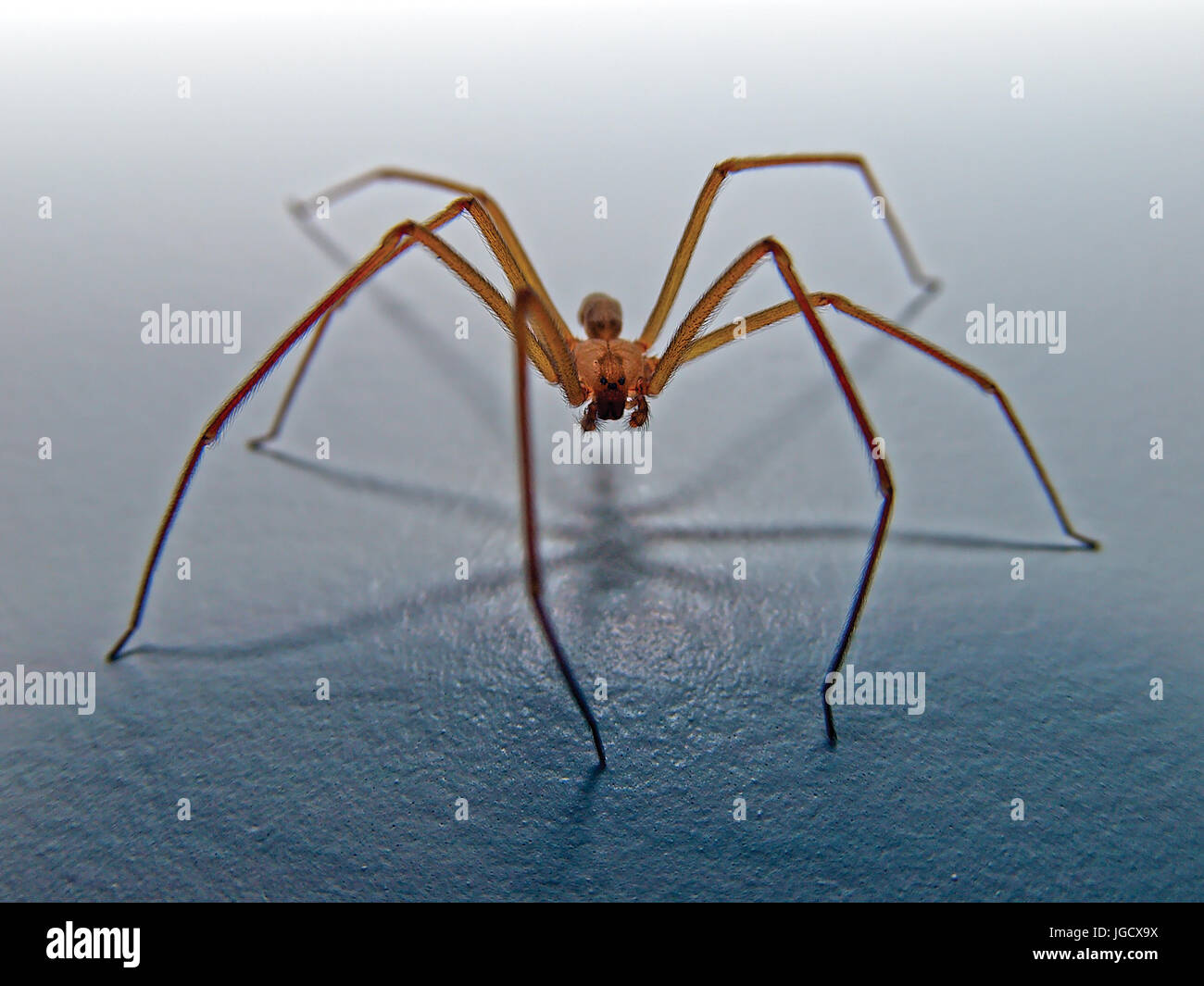 Araignée recluse brune, Arizona, États-Unis d'Amérique Banque D'Images