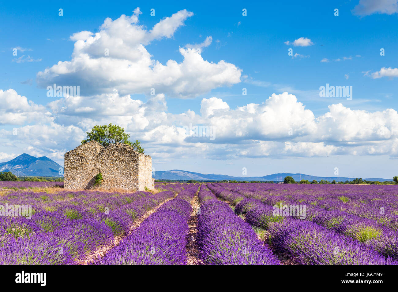 Plateau de Valensole, Provence, France. Champs de lavande en fleurs Banque D'Images