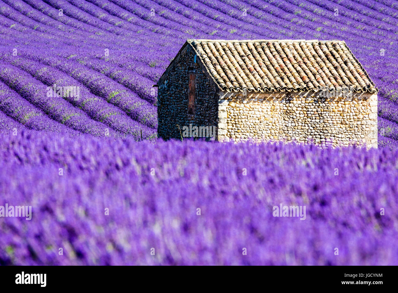 Plateau de Valensole, Provence, France. Champs de lavande en fleurs Banque D'Images