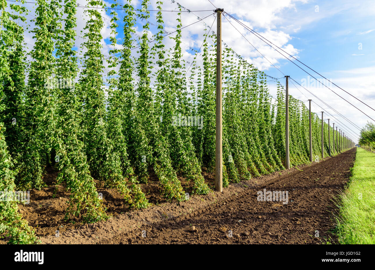 Hopcultivation en Allemagne Banque D'Images