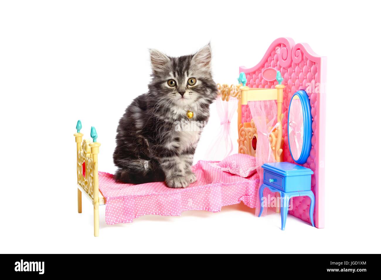 Kitty assis sur un lit Banque D'Images