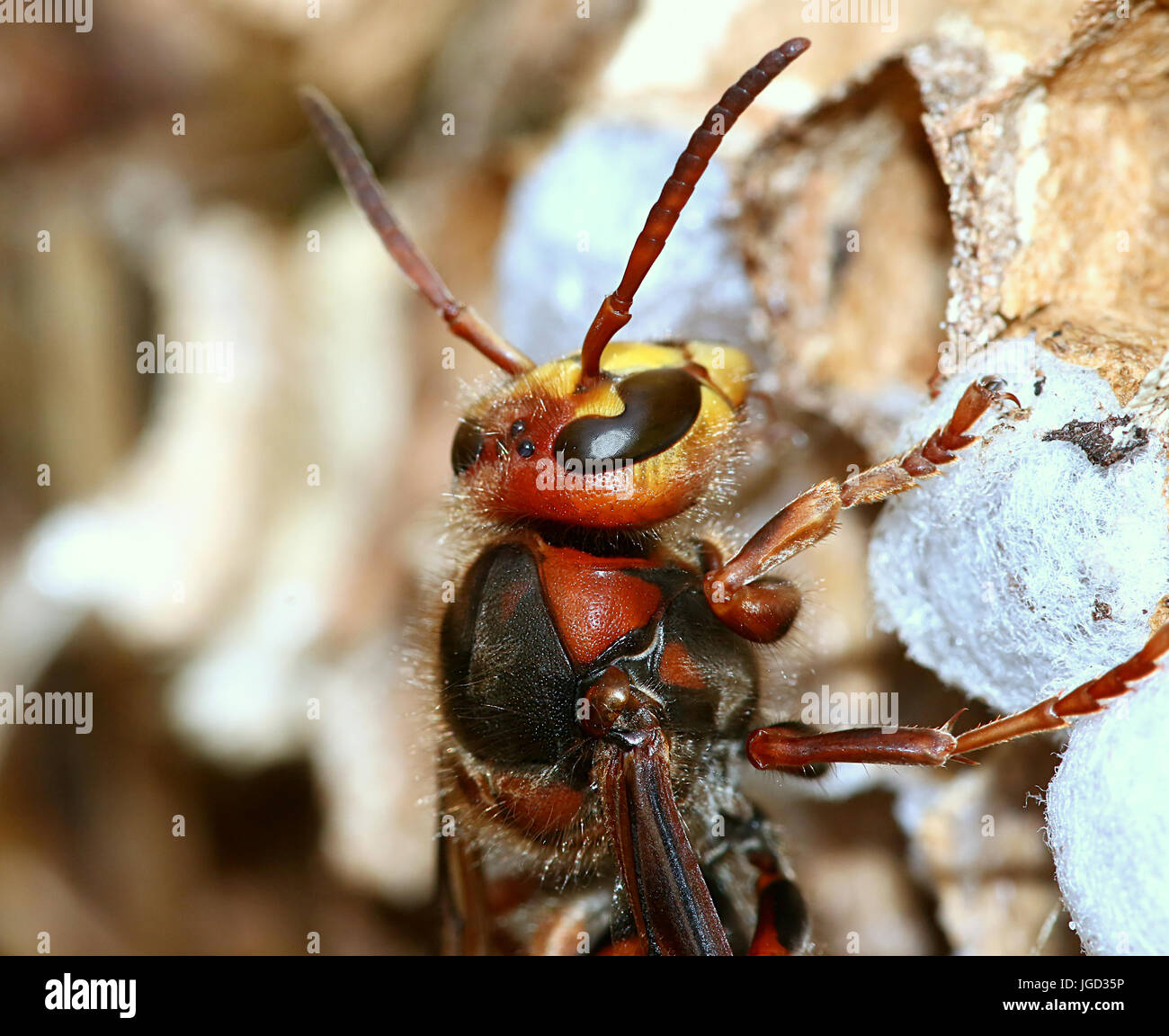 Extreme close up de la tête d'un travailleur de l'hornet (Vespa crabro) occupé à construire un nid. Banque D'Images