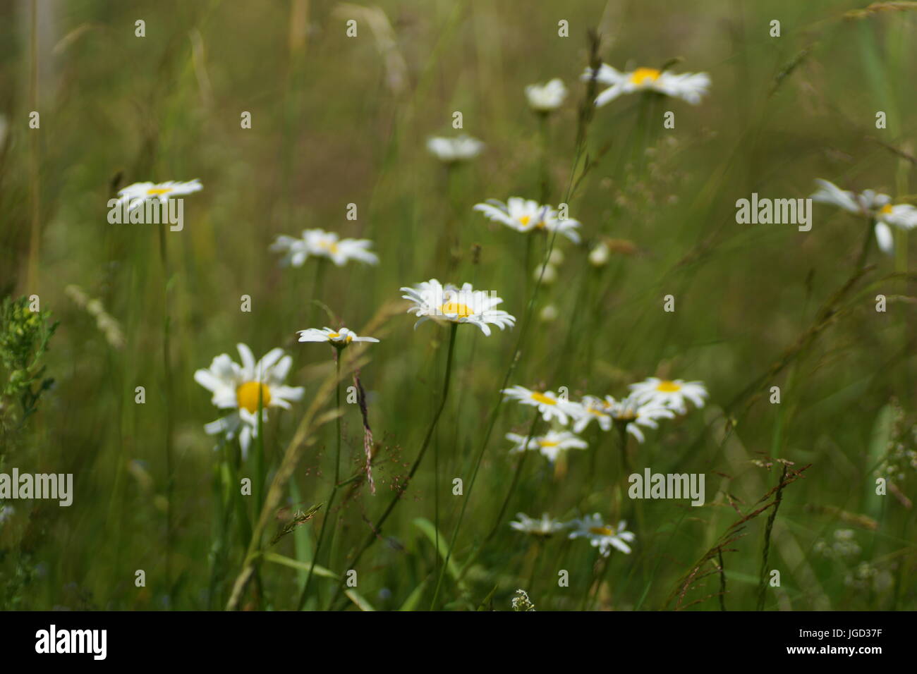 Fleurs et l'herbe éclairées par la lumière du soleil chaud de l'été sur un pré, abstract backgrounds naturel pour votre conception. Camomille Meadow Banque D'Images