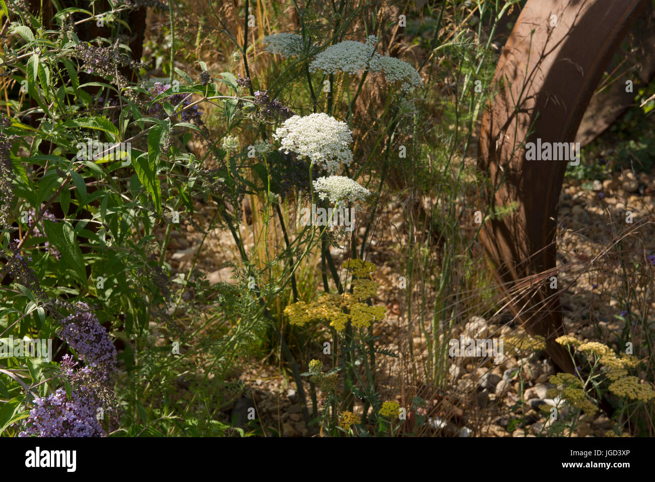 Dauca carota et Achillea 'Moonshine' sous une structure d'acier dans le jardin à l'Brownfield-Metamorphosis RHS Hampton Court Palace Flower Show, Juillet Banque D'Images