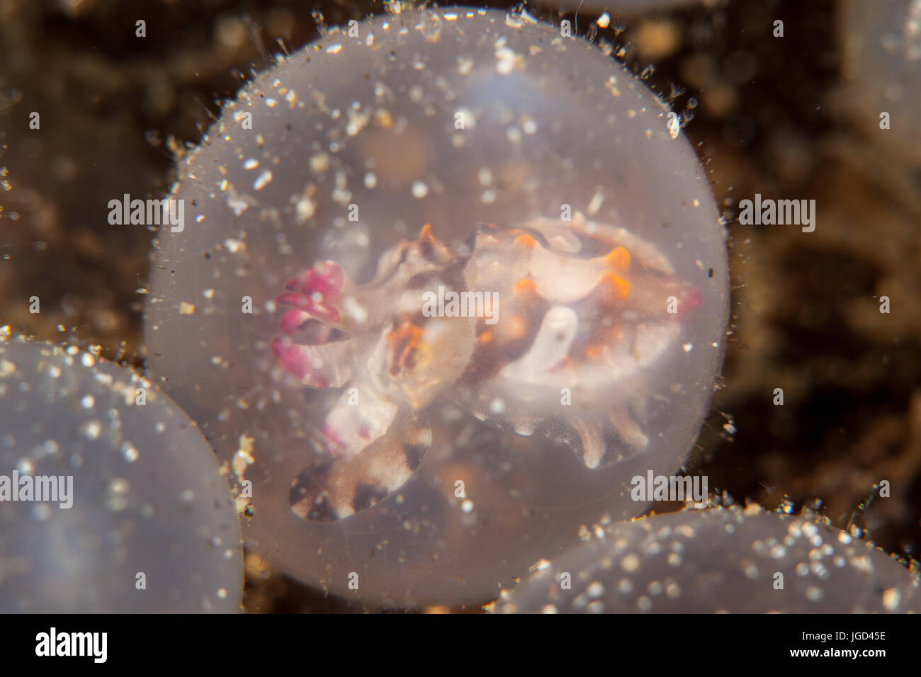 Une seiche flamboyante attend l'embryon d'éclore dans le Détroit de Lembeh (Indonésie). Cette zone est connue pour son extraordinaire biodiversité marine. Banque D'Images