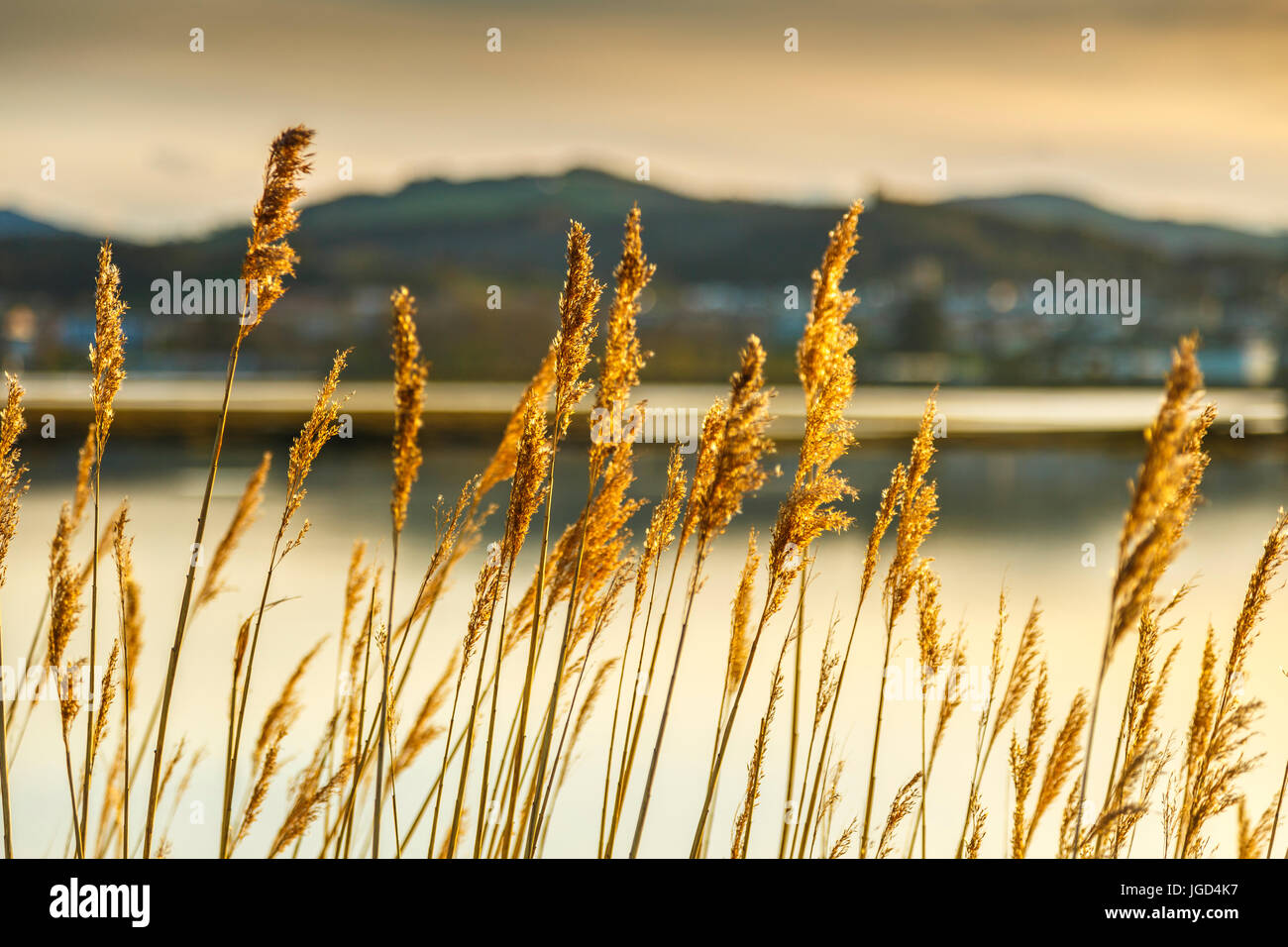 Roseaux communs (Phragmites australis). Banque D'Images