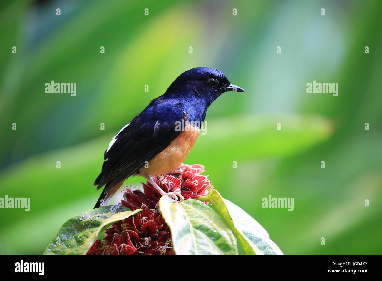 White-Rumped Shama (Copsychus malabaricus), New York Banque D'Images